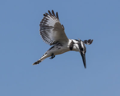 Pied Kingfisher