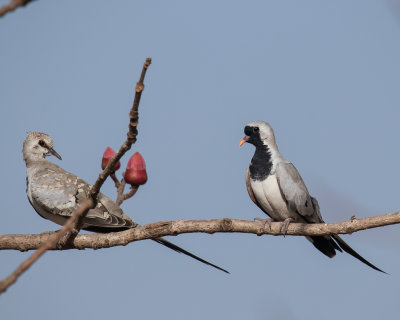 Namaqua Dove
