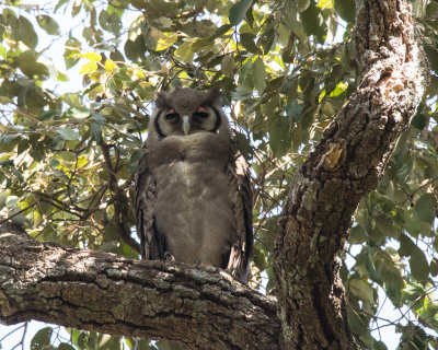 Verreaux's Eagle Owl