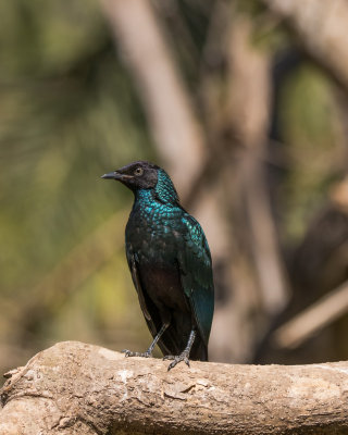Long-tailed Glossy Starling