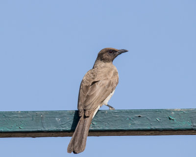 Black-capped Babbler