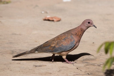 Laughing Dove