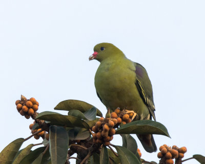African Green Pigeon