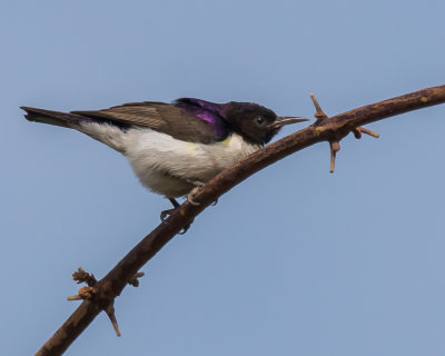 Western Violet-backed Sunbird