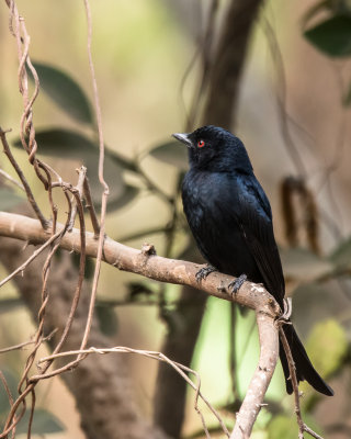 Fork-tailed Drongo