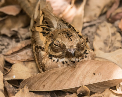 Long-tailed Nightjar