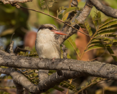 Striped Kingfisher