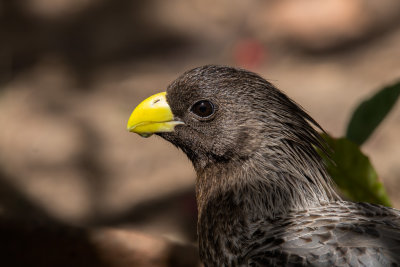 Western Grey Plantain Eater