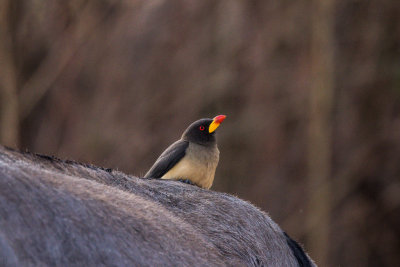 Yellow-billed Oxpecker