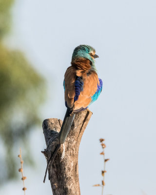 Abyssinan Roller.