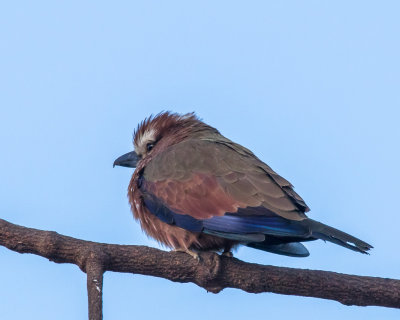 Rufous-crowned Roller