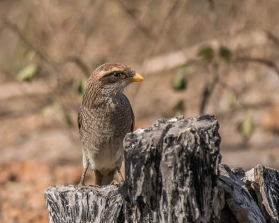 Yellow-billed Shrike