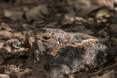 Standard-winged Nightjar