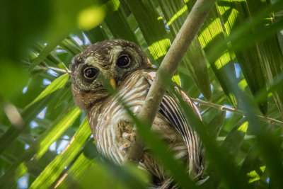 African Wood Owl