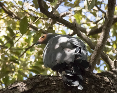 African Harrier Hawk