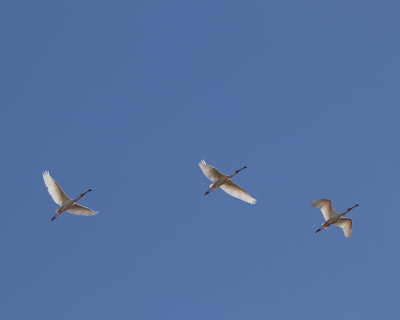 African Spoonbill