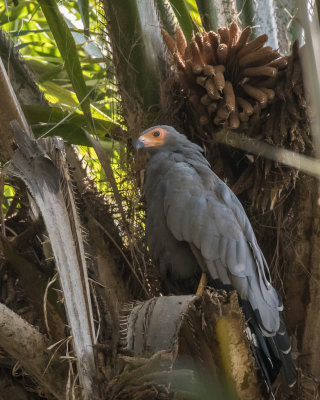 African Harrier Hawk