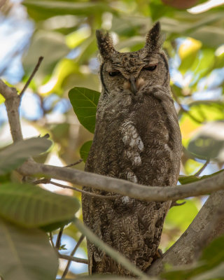 Greyish Eagle Owl