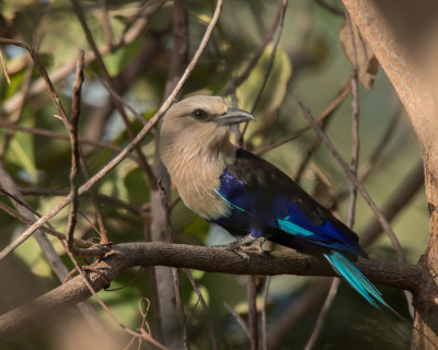 Blue-bellied Roller