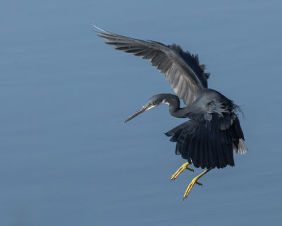 Western Reef Heron