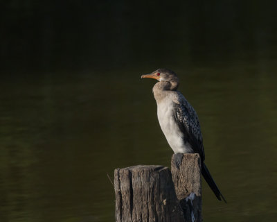 Long-tailed Cormorant