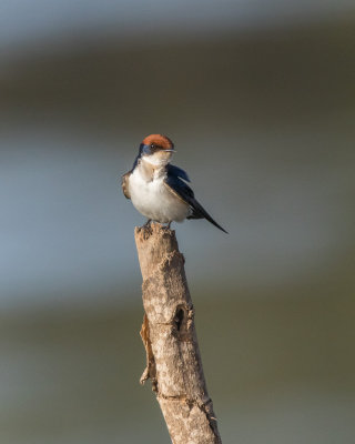 Wire-tailed Swallow