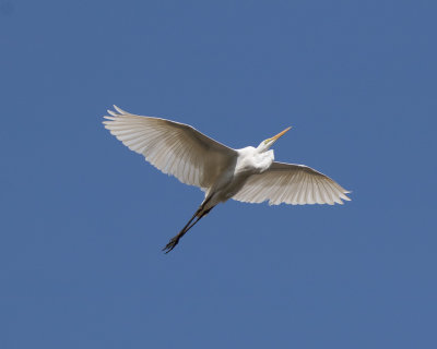 Great White Egret