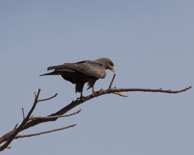 Yellow-billed Kite