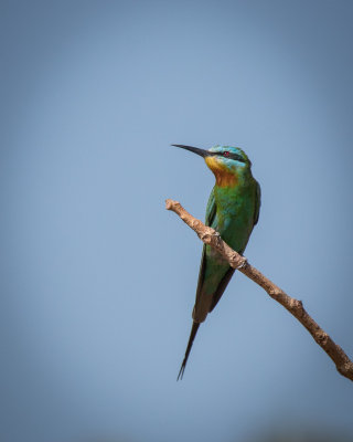 Blue-cheeked Bee-eater