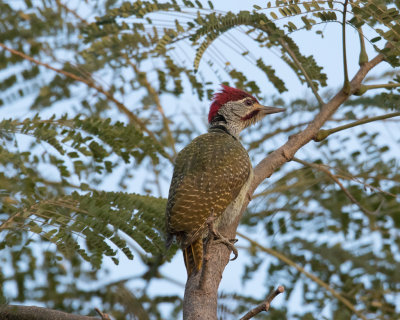 Fine-spotted  Woodpecker