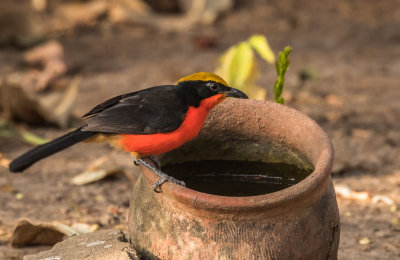 Yellow-crowned Gonolek