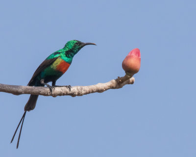 Beautiful Sunbird