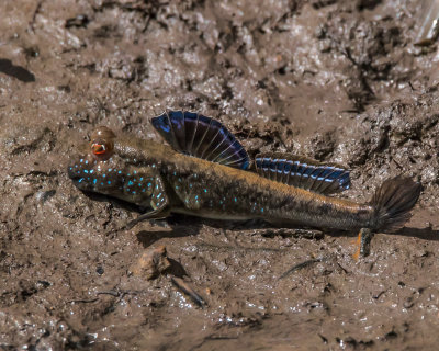 Mud Skipper