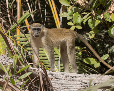 Vervet Monkey