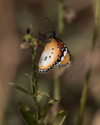 African Tiger Butterfly