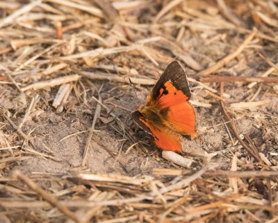 Butterfly