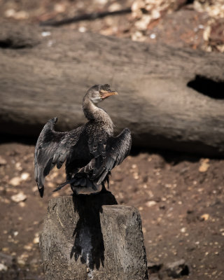Long-tailed Cormorant