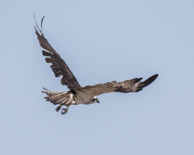 Osprey