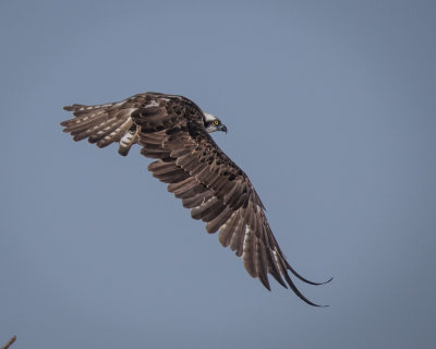 Osprey