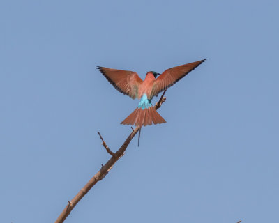 Carmine Bee-eater