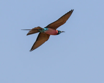 Carmine Bee-eater