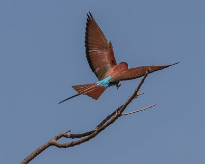 Carmine Bee-eater