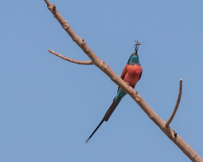 Carmine Bee-eater