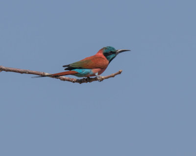 Carmine Bee-eater