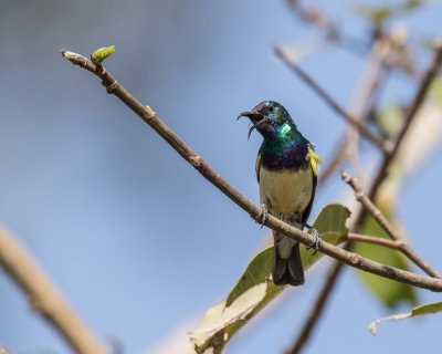 Variable Sunbird