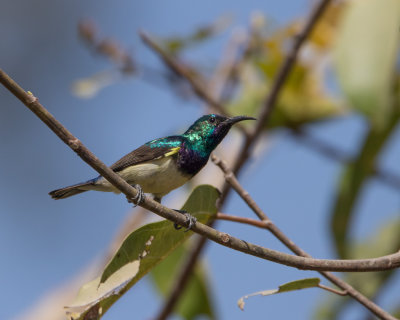 Variable Sunbird