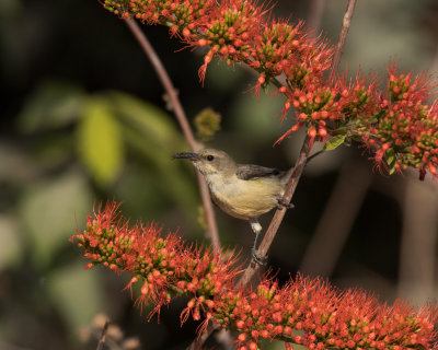 Beautiful Sunbird, Female