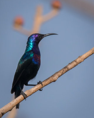 Splendid Sunbird