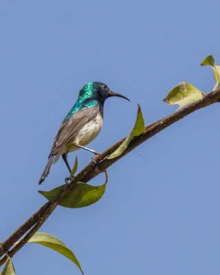 Variable sunbird