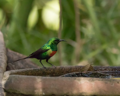 Beautiful Sunbird